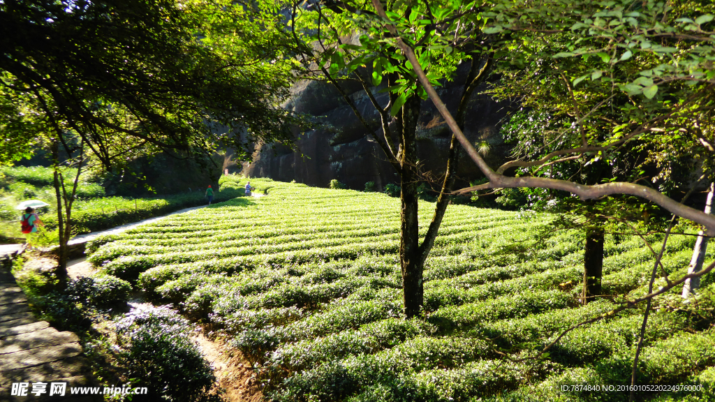 福建武夷山茶园