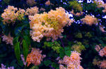 丁香花