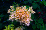 丁香花