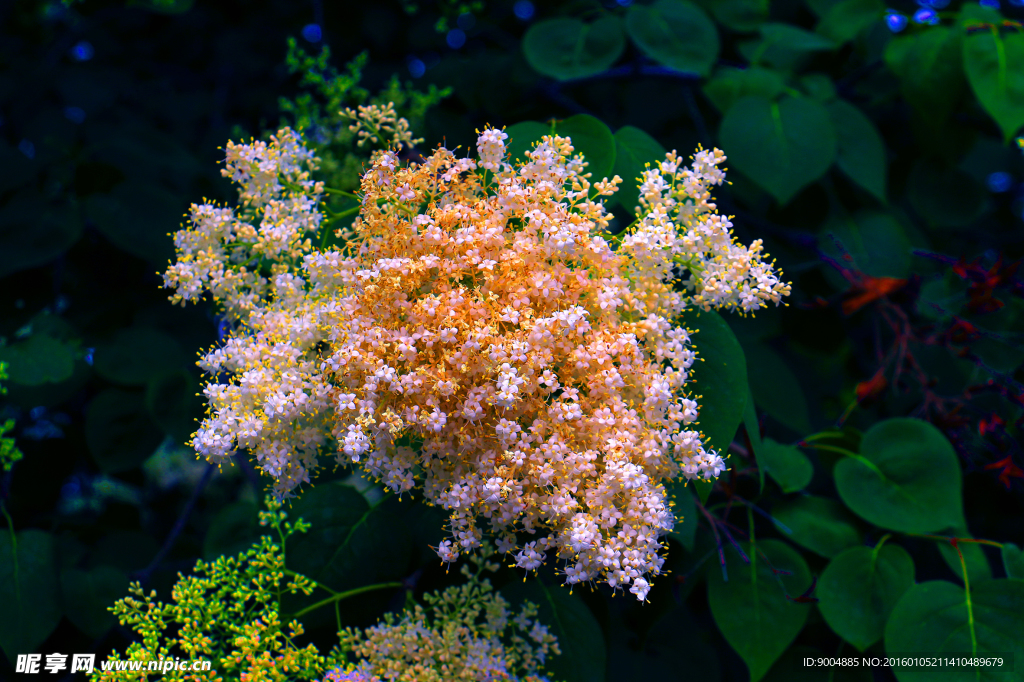 丁香花