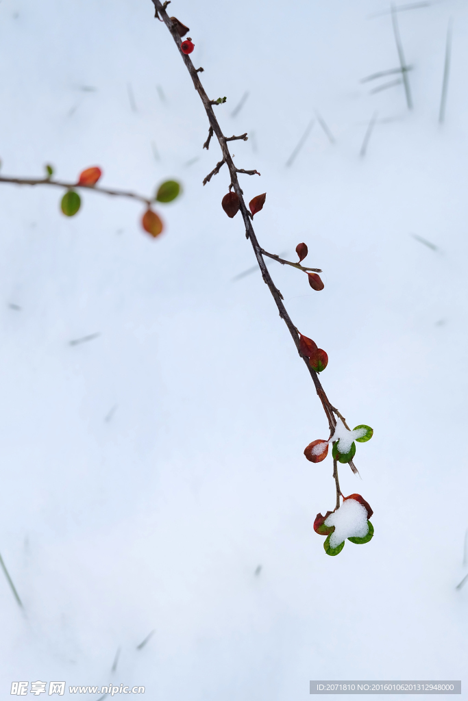 雪景 叶子