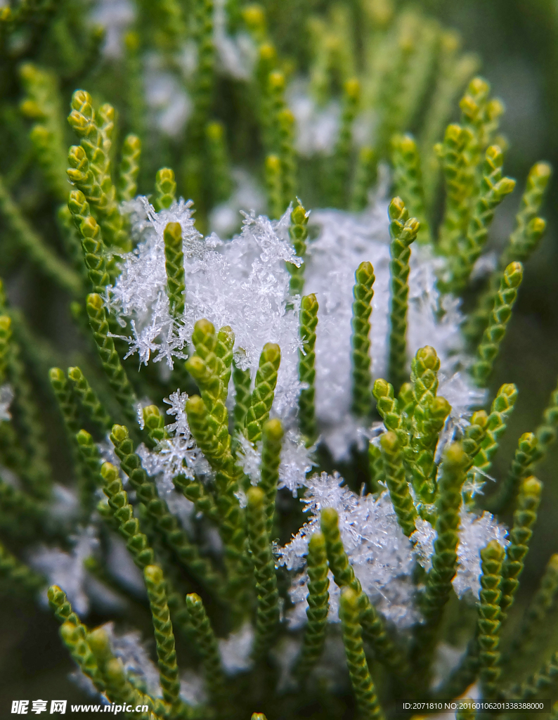 雪花