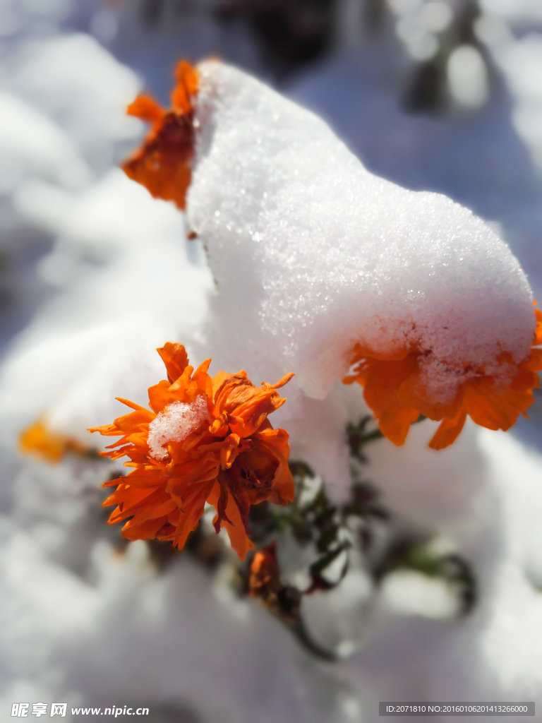 雪花