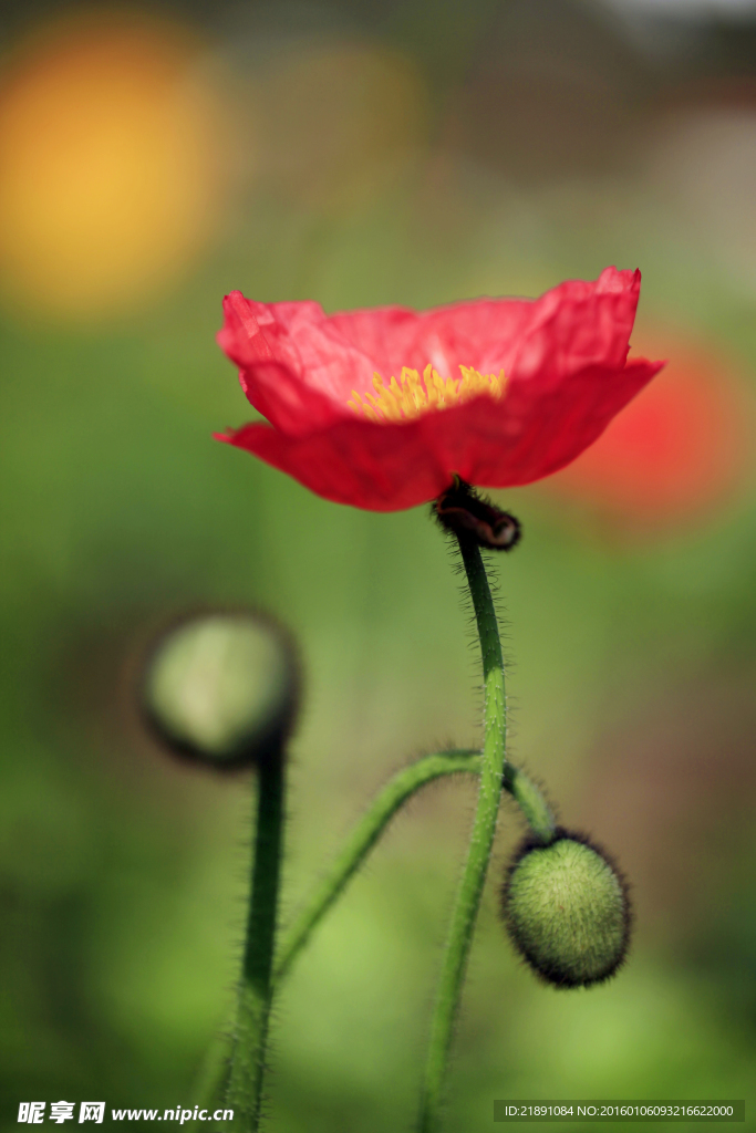 花草