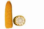 玉米横截面 玉米样品