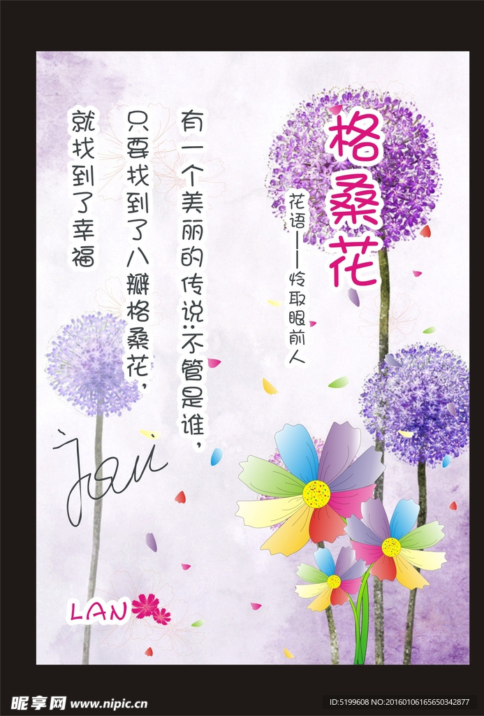 格桑花