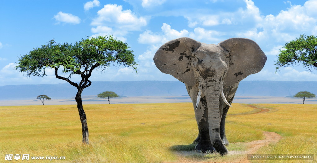 非洲草原大象图片