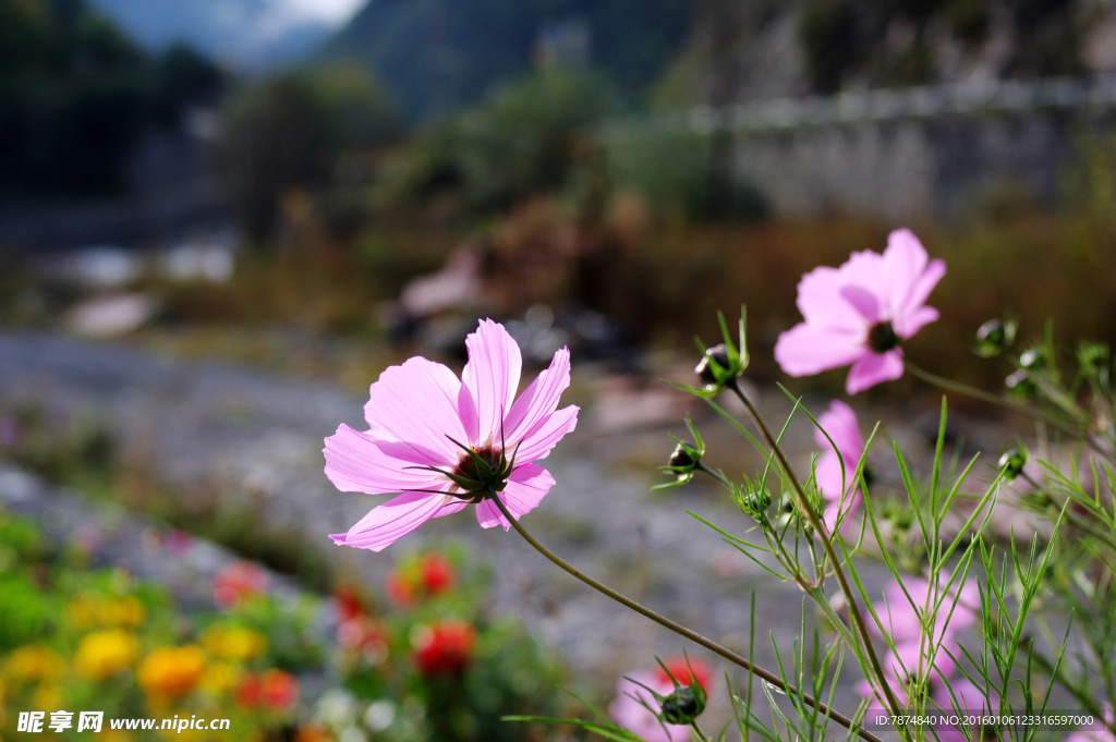 格桑花