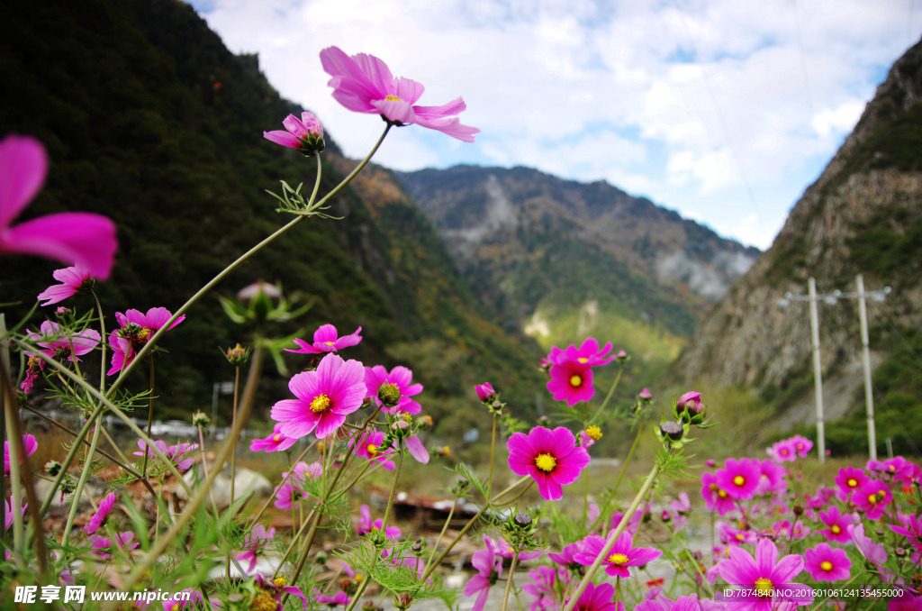 格栅花