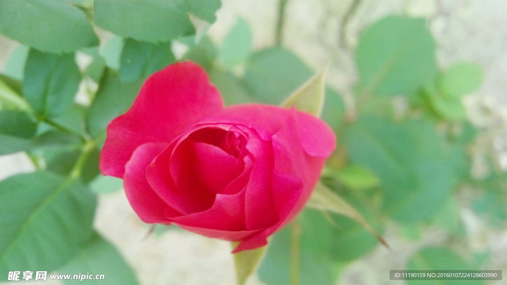 月季花