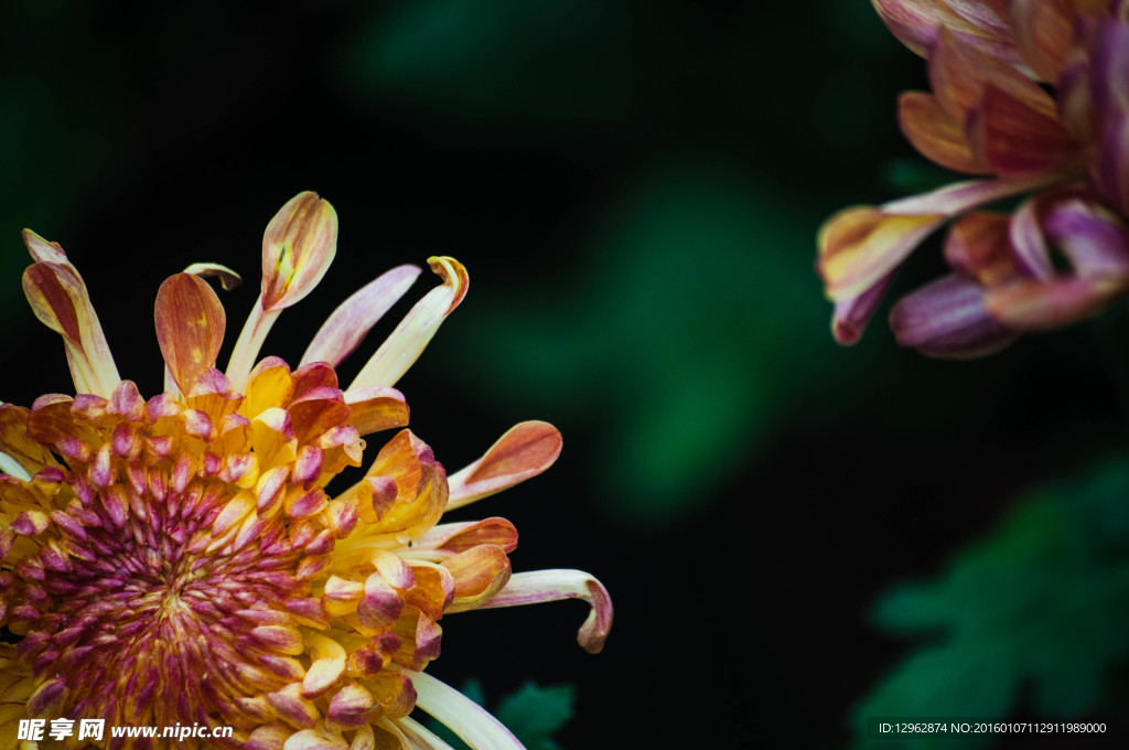 菊花