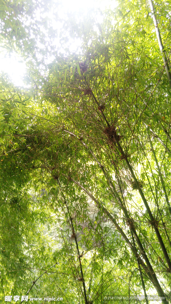竹林