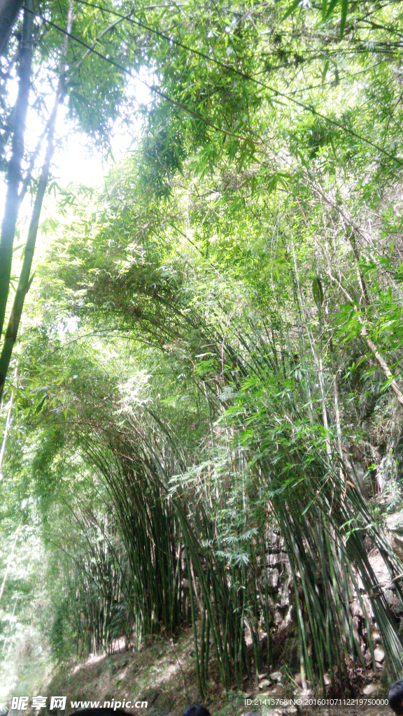 竹林
