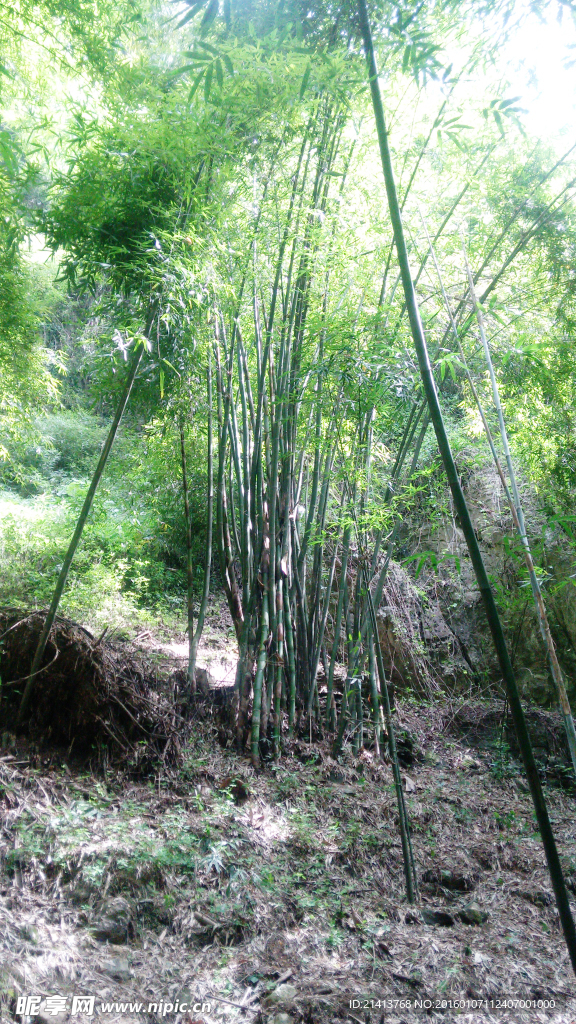 竹林