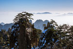 黄山松树