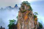 黄山松树群山