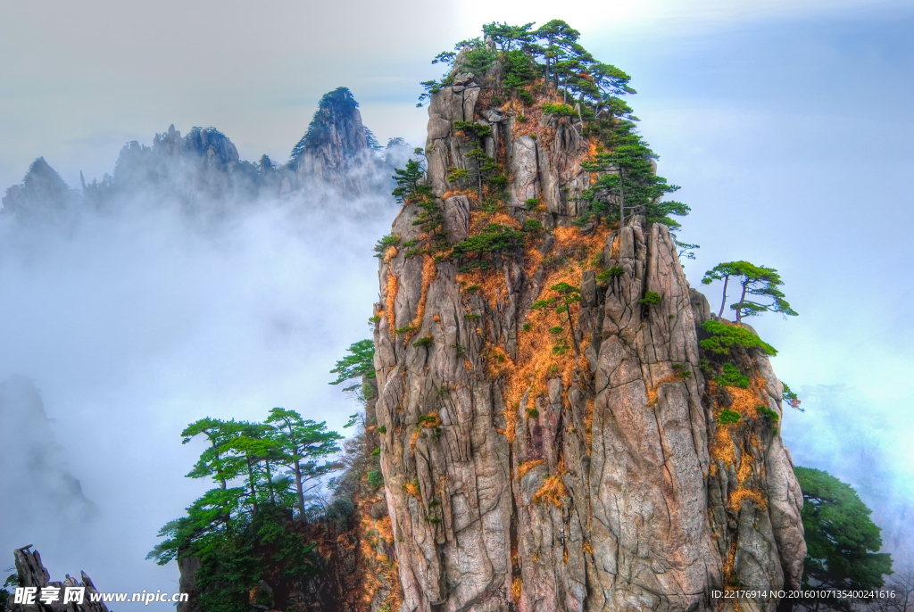 黄山松树群山