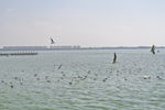 滇池海水海鸥