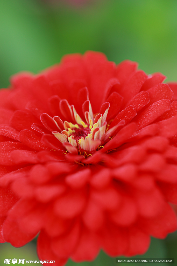 红色矢车菊花卉摄影