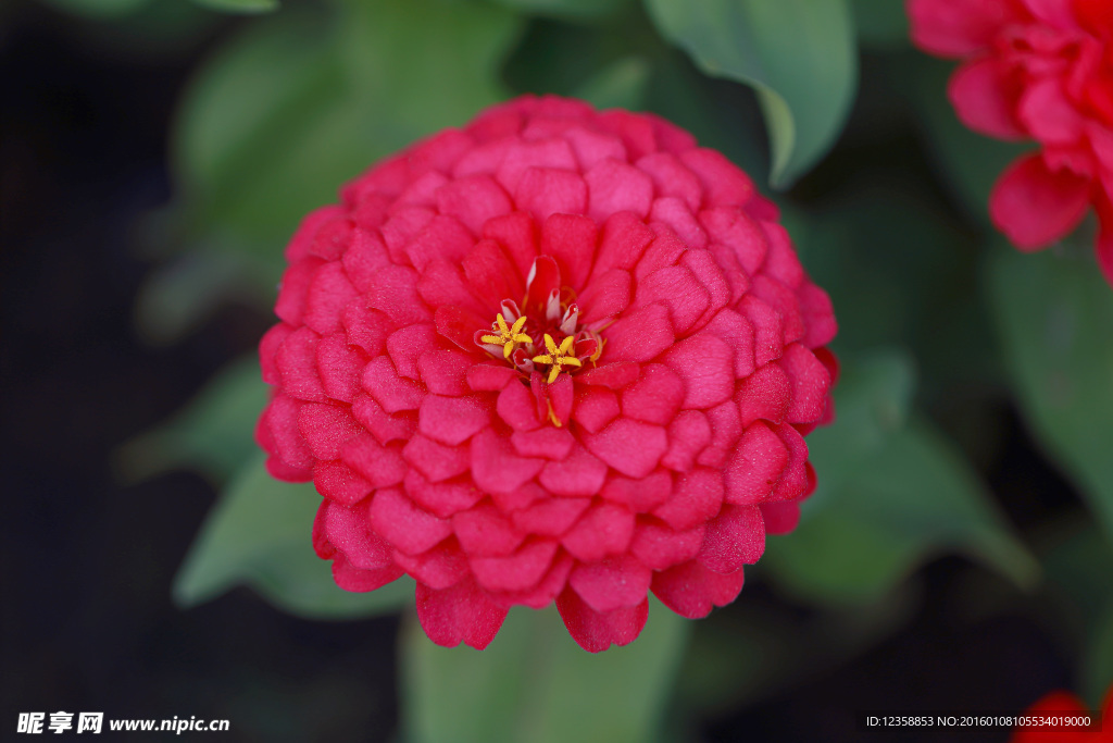 玫红菊花摄影