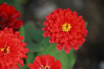 红色的花