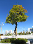 清香树
