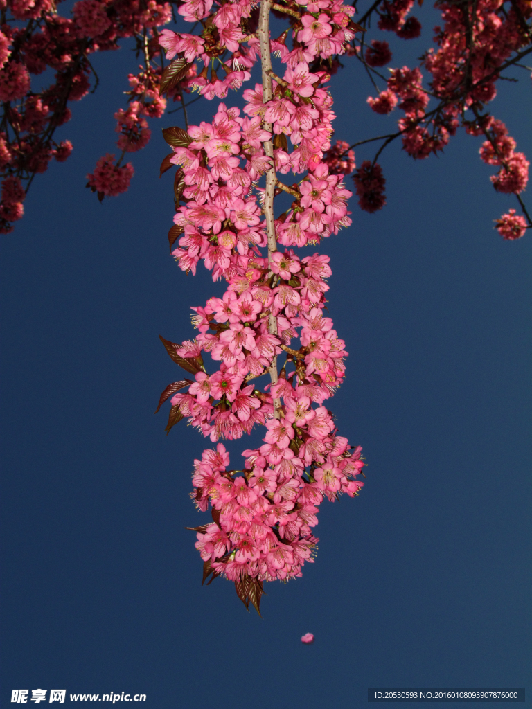 一枝樱花