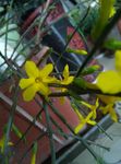 迎春花