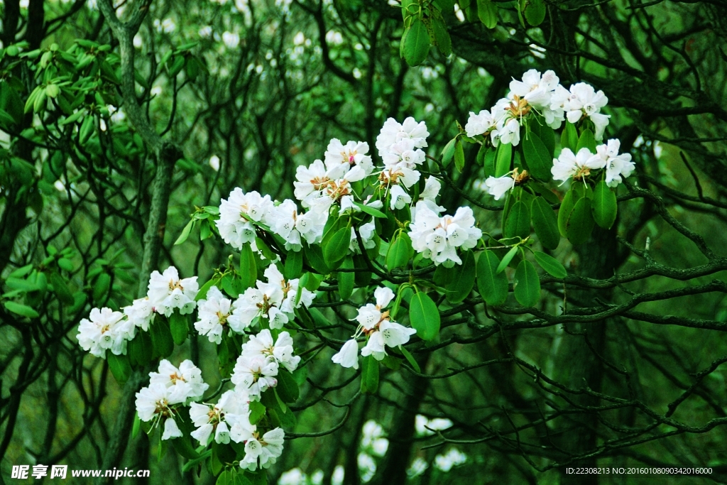 杜鹃花开