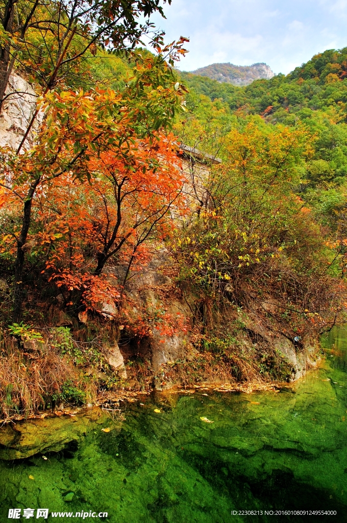 秋景树林溪水