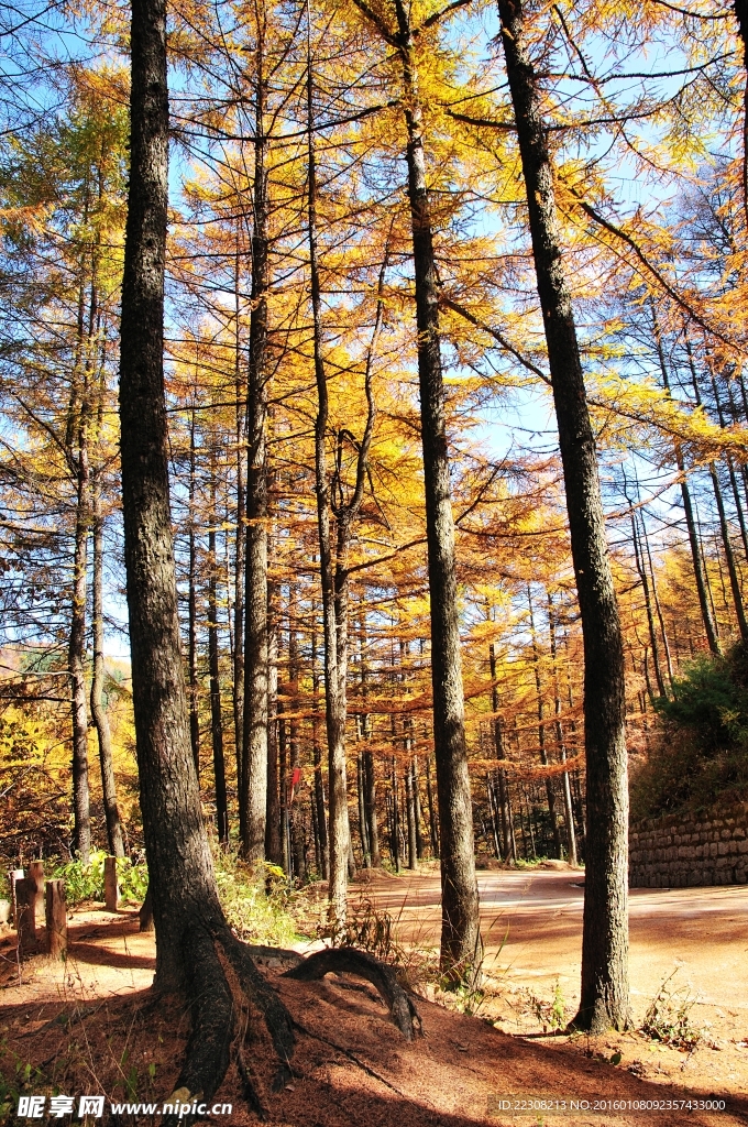 秋景树林