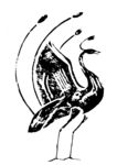 鸟兽纹