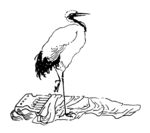鹤 丹顶鹤