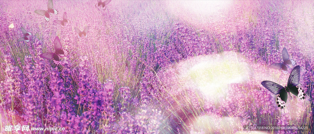 薰衣草