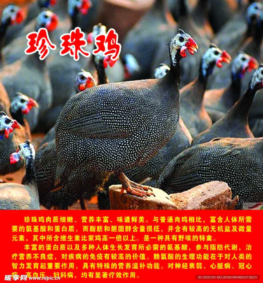 珍珠鸡