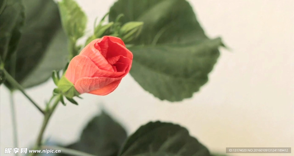 花朵开放