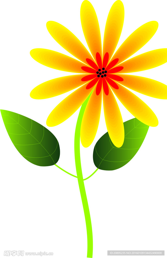 黄花