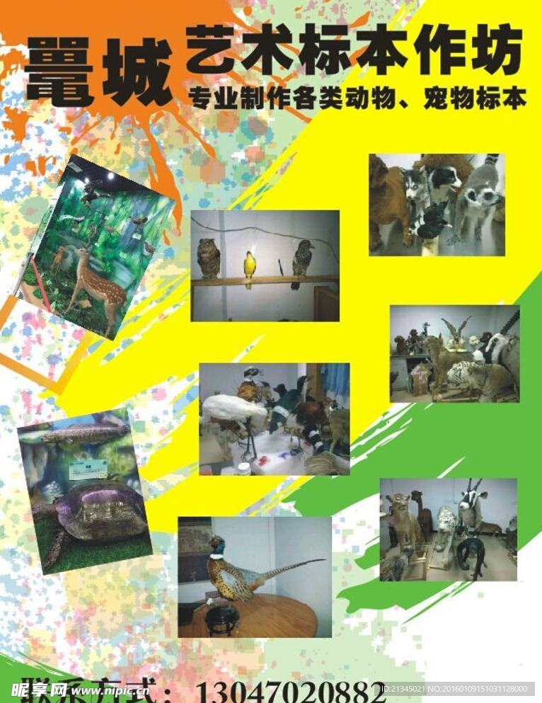 标本海报 艺术标本 艺术海报