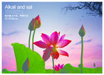 荷花广告
