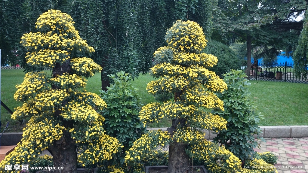 菊花树