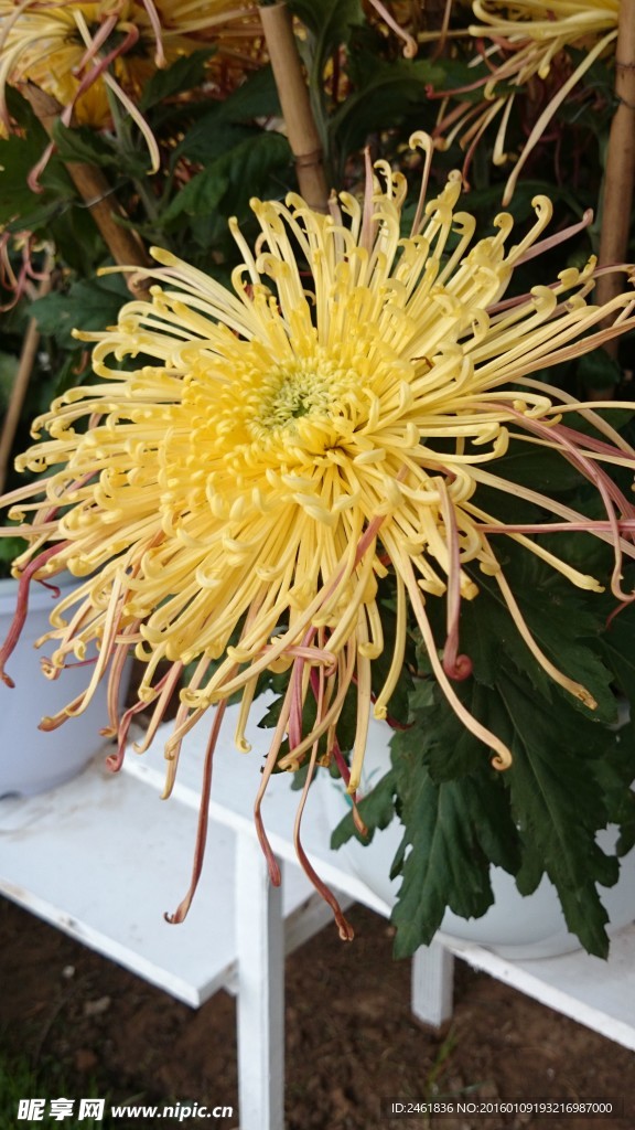 礼花菊