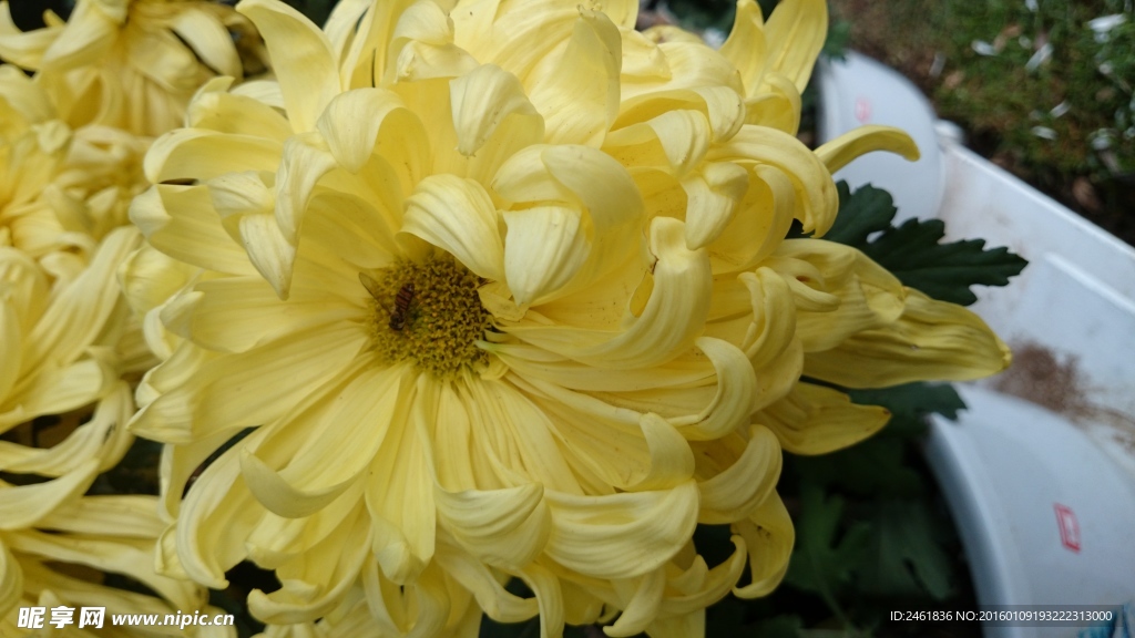 菊花心