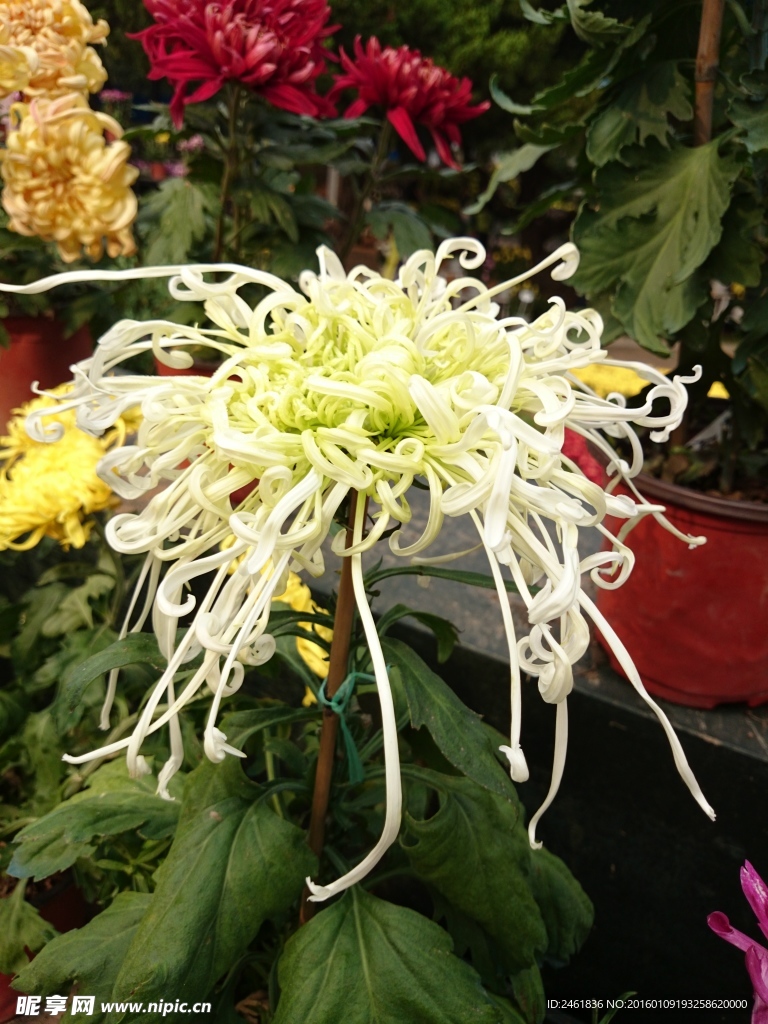 菊花