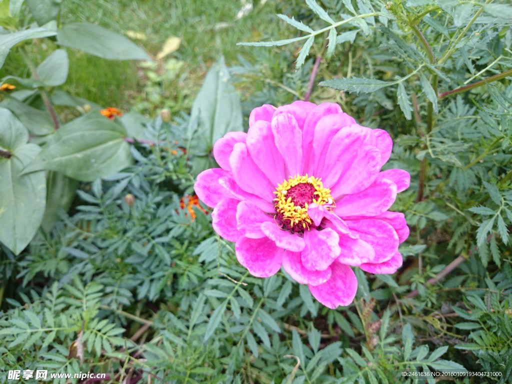 小菊花