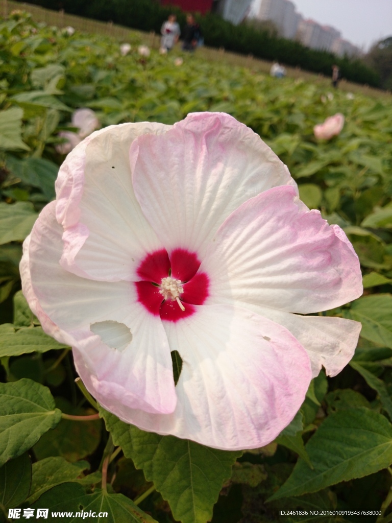 小花