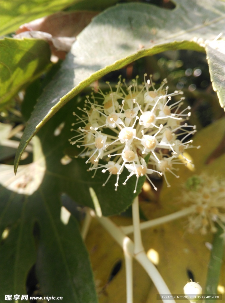 花蕊