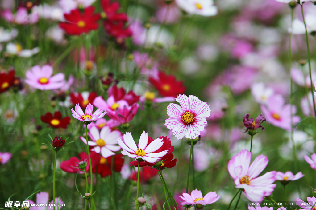 格桑花