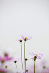 格桑花