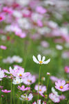 格桑花