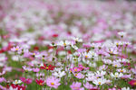 格桑花